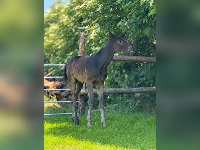 Österreichisches Warmblut Hengst 1 Jahr Schimmel in Deutsch Wagram