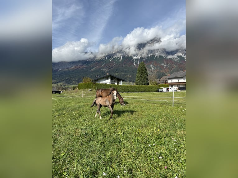 Österreichisches Warmblut Hengst 1 Jahr Schimmel in Öblarn