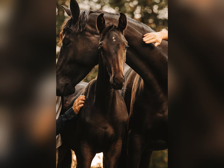 Österreichisches Warmblut Hengst 1 Jahr Schwarzbrauner in Scheibbs