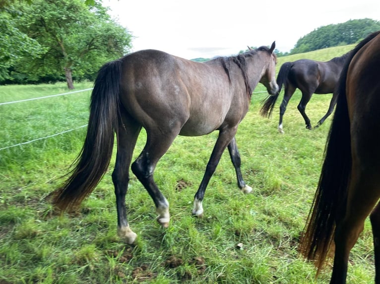 Österreichisches Warmblut Hengst 2 Jahre 150 cm Schimmel in Wals
