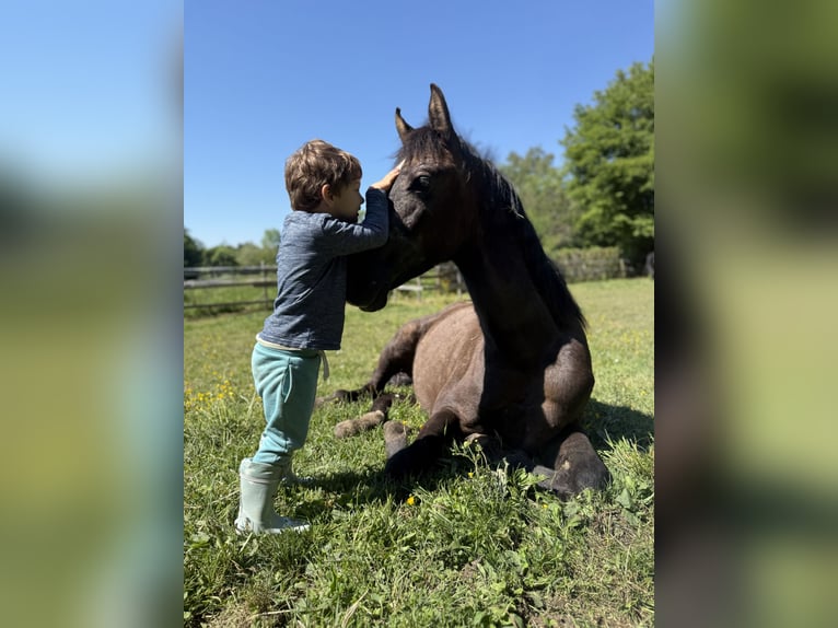 Österreichisches Warmblut Hengst 2 Jahre 158 cm Kann Schimmel werden in Konstanz