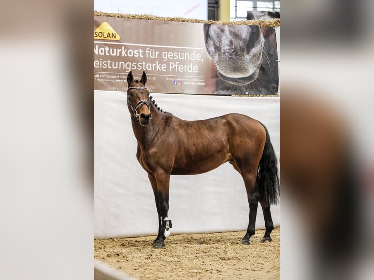 Österreichisches Warmblut Hengst 2 Jahre 160 cm Brauner in Taiskirchen im Innkreis