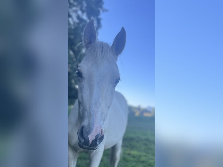 Österreichisches Warmblut Hengst 2 Jahre 164 cm Palomino in Seeham