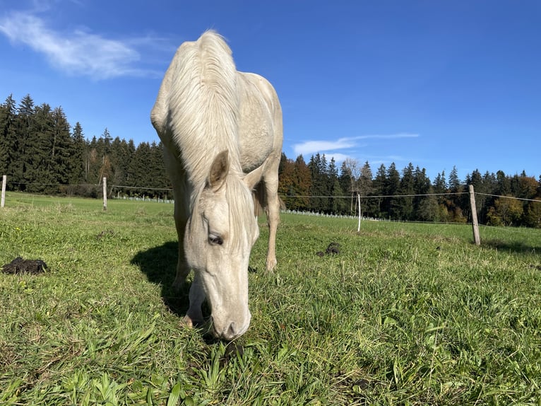 Österreichisches Warmblut Hengst 2 Jahre 164 cm Palomino in Seeham