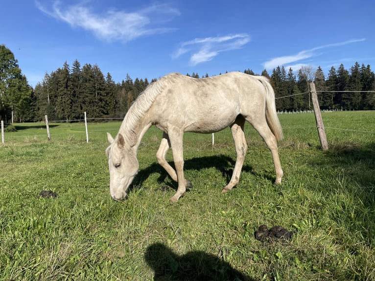 Österreichisches Warmblut Hengst 2 Jahre 164 cm Palomino in Seeham