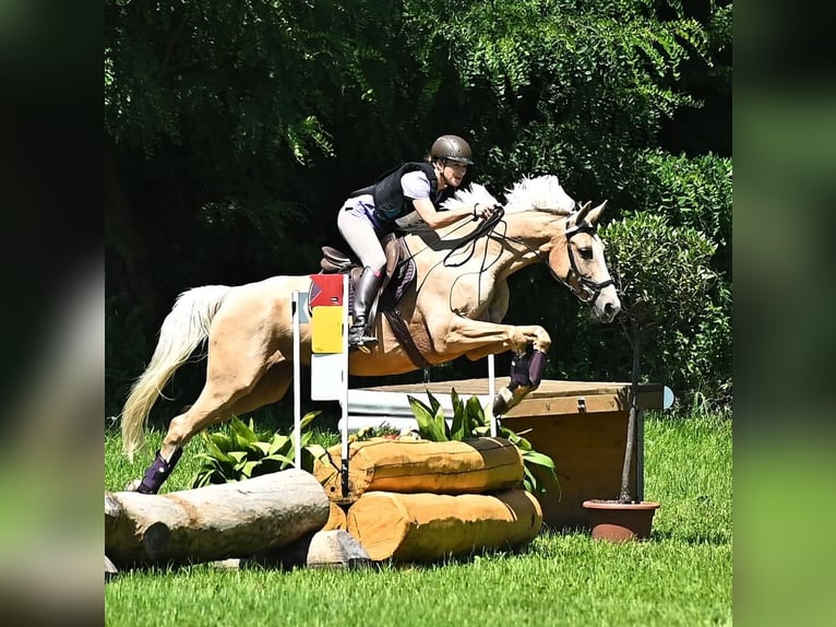 Österreichisches Warmblut Hengst 2 Jahre 164 cm Palomino in Seeham