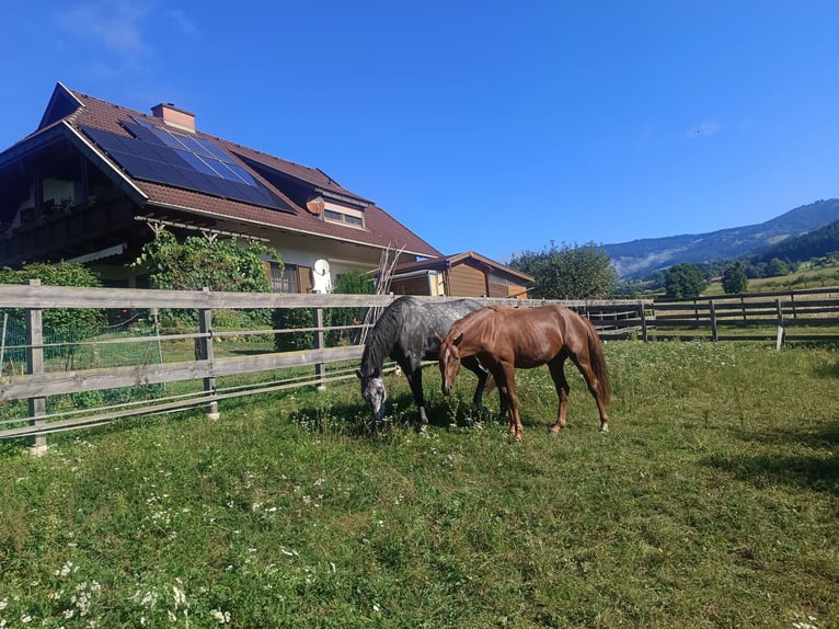 Österreichisches Warmblut Hengst 2 Jahre 168 cm Fuchs in St. Andr&#xE4;