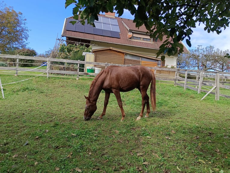 Österreichisches Warmblut Hengst 2 Jahre 168 cm Fuchs in St. Andr&#xE4;