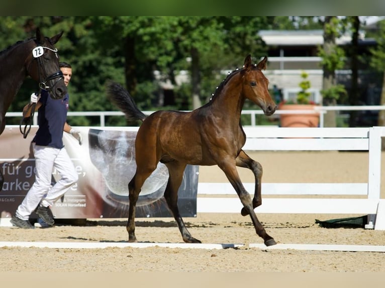 Österreichisches Warmblut Hengst 2 Jahre 170 cm Brauner in Kirchschlag