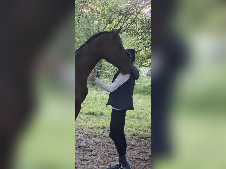 Österreichisches Warmblut Hengst 2 Jahre 170 cm Brauner in Kirchberg am Wechsel