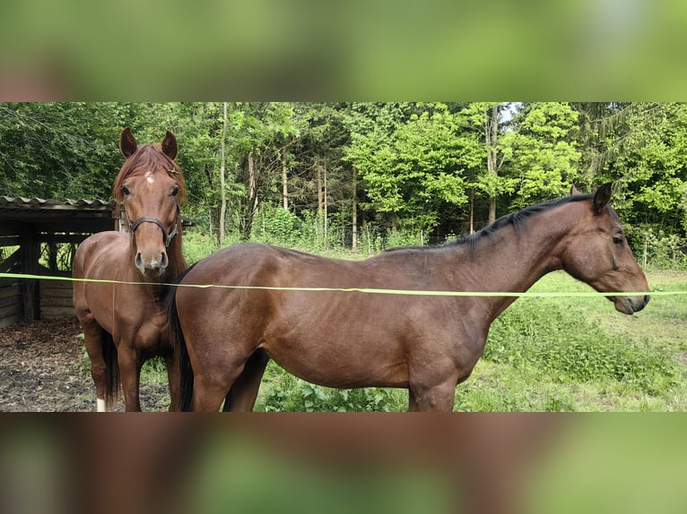 Österreichisches Warmblut Hengst 2 Jahre 170 cm Brauner in Kirchberg am Wechsel
