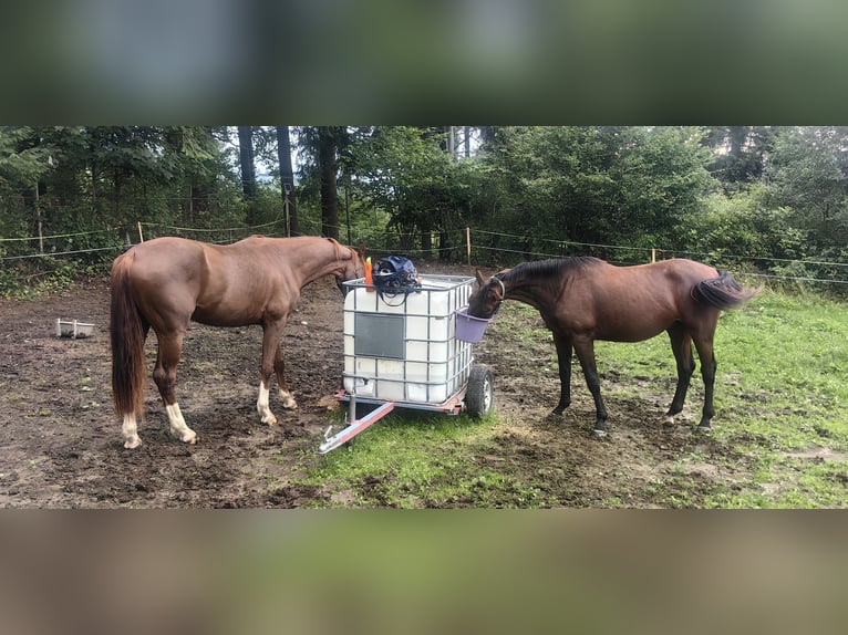 Österreichisches Warmblut Hengst 2 Jahre 175 cm Brauner in Stadl-Ufer