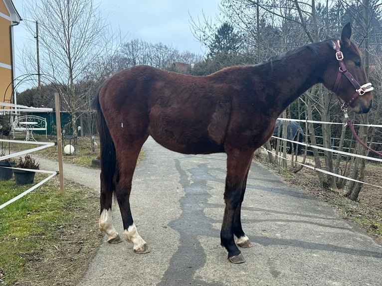 Österreichisches Warmblut Hengst 2 Jahre Brauner in Ilz