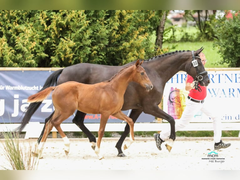 Österreichisches Warmblut Hengst 2 Jahre Fuchs in Westendorf