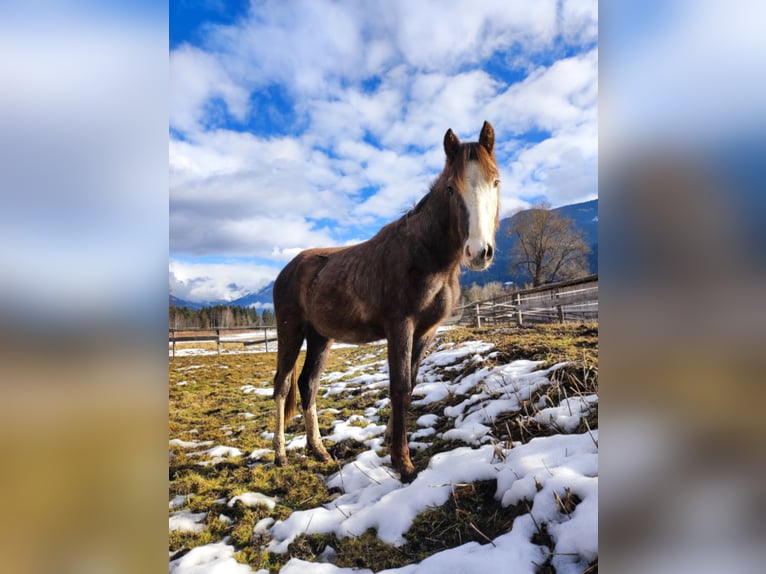 Österreichisches Warmblut Hengst 2 Jahre Kann Schimmel werden in Selzthal