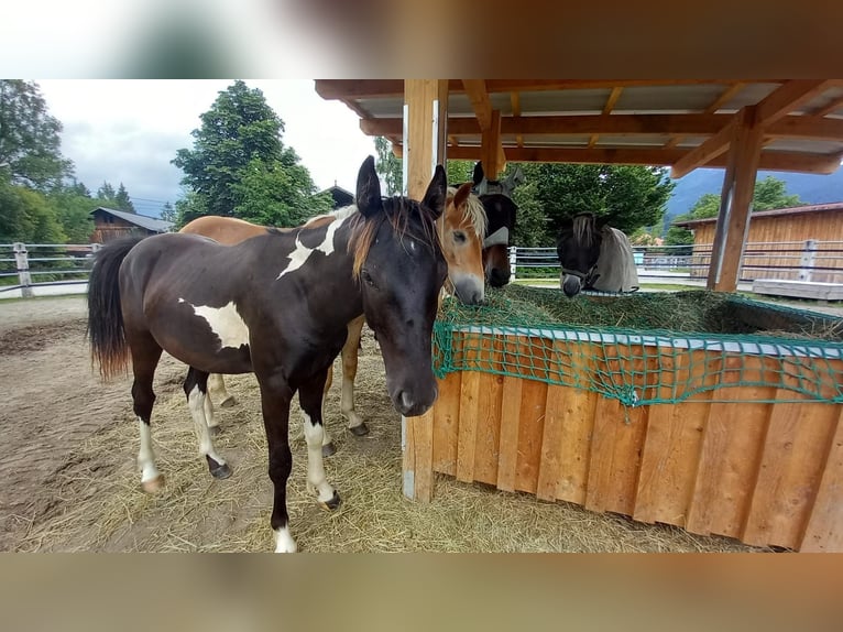 Österreichisches Warmblut Hengst 2 Jahre Schecke in Reutte