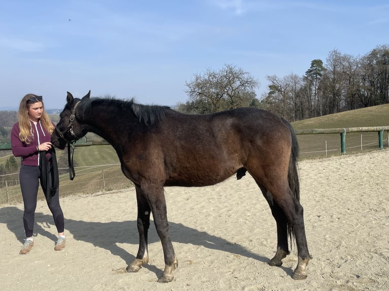 Österreichisches Warmblut Hengst 2 Jahre Schimmel in Hartkirchen