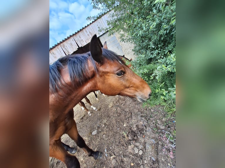 Österreichisches Warmblut Hengst 2 Jahre in Rudersdorf