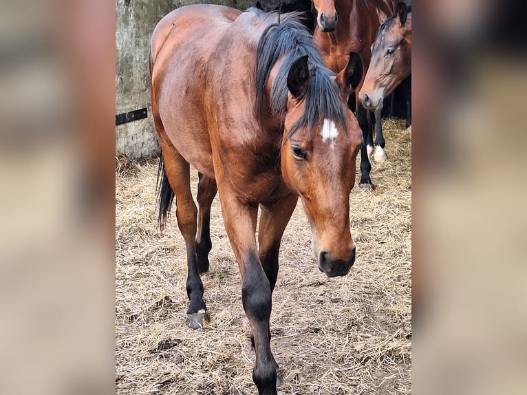 Österreichisches Warmblut Hengst 2 Jahre in Rudersdorf