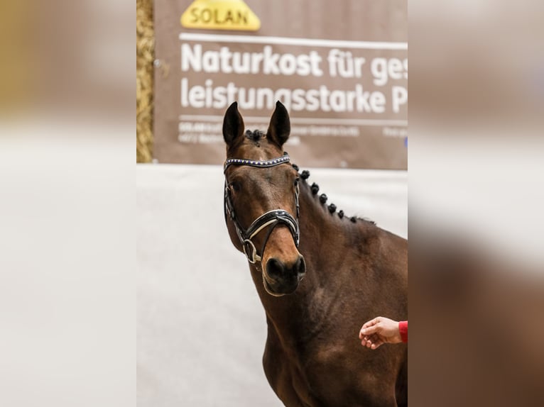 Österreichisches Warmblut Hengst 3 Jahre 160 cm Brauner in Taiskirchen im Innkreis