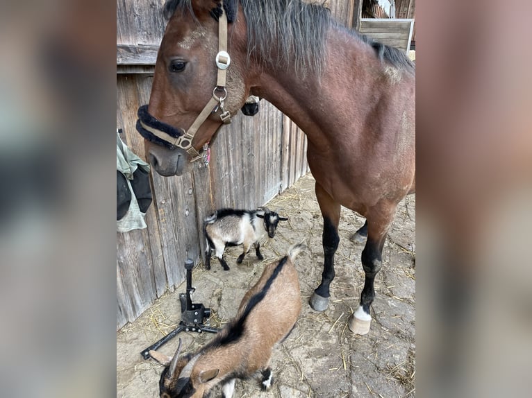Österreichisches Warmblut Hengst 3 Jahre 160 cm Brauner in St. Margarethen An Der Raab