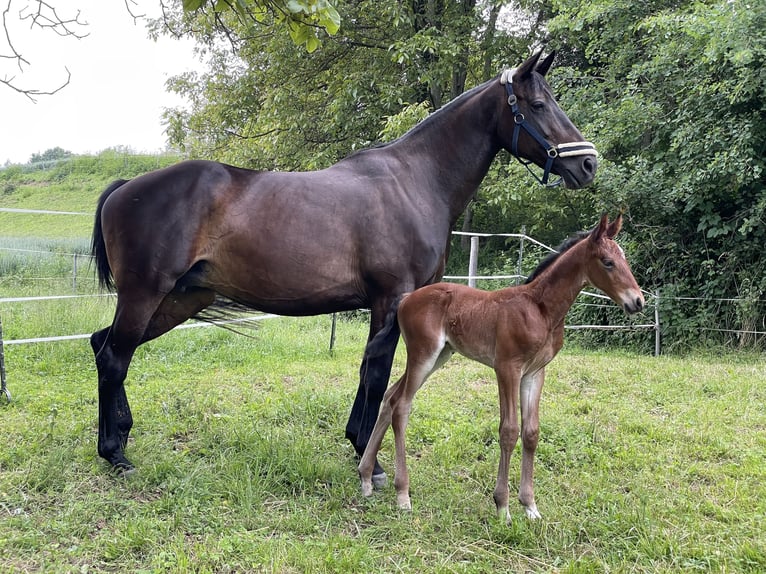Österreichisches Warmblut Hengst 3 Jahre 160 cm Brauner in St. Margarethen An Der Raab