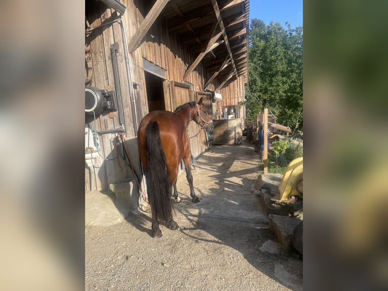 Österreichisches Warmblut Hengst 3 Jahre 160 cm Brauner in St. Margarethen An Der Raab