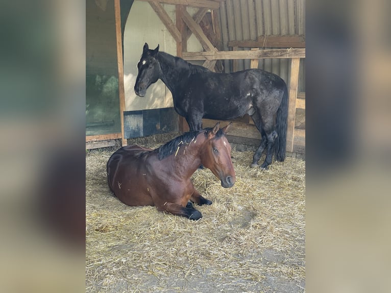 Österreichisches Warmblut Hengst 3 Jahre 160 cm Brauner in St. Margarethen An Der Raab