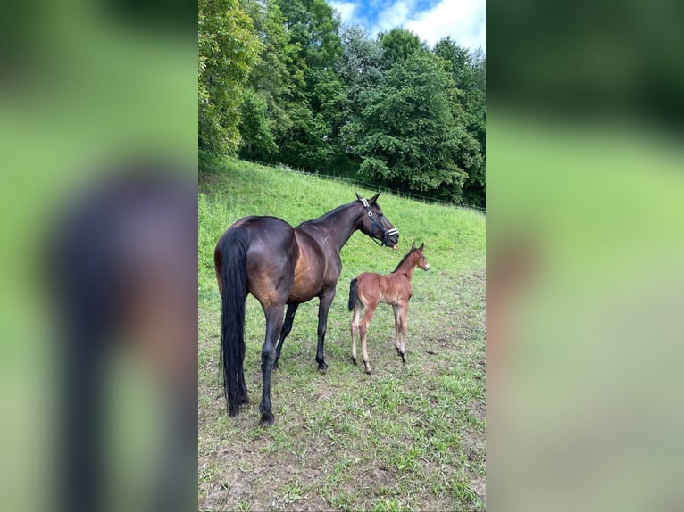 Österreichisches Warmblut Hengst 3 Jahre 160 cm Brauner in St. Margarethen An Der Raab