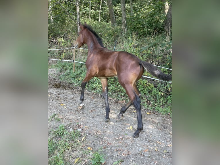 Österreichisches Warmblut Hengst 3 Jahre 160 cm Brauner in St. Margarethen An Der Raab