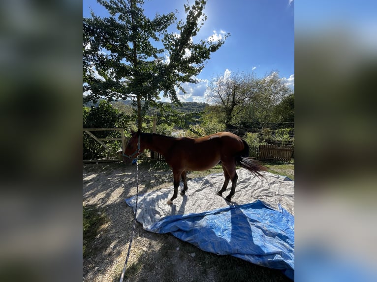 Österreichisches Warmblut Hengst 3 Jahre 160 cm Brauner in St. Margarethen An Der Raab