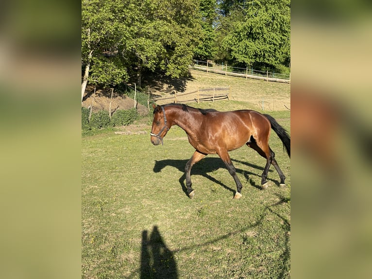 Österreichisches Warmblut Hengst 3 Jahre 160 cm Brauner in St. Margarethen An Der Raab