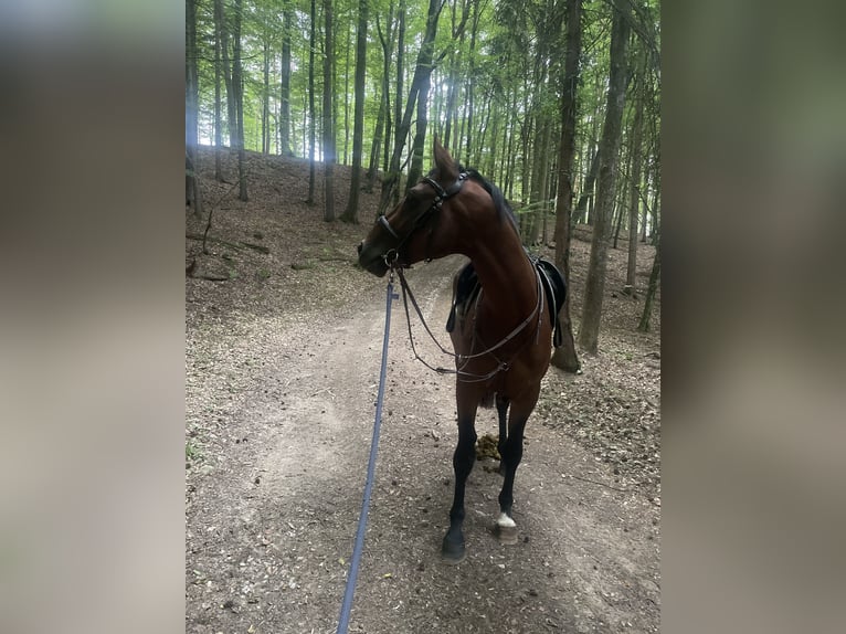 Österreichisches Warmblut Hengst 3 Jahre 160 cm Brauner in St. Margarethen An Der Raab