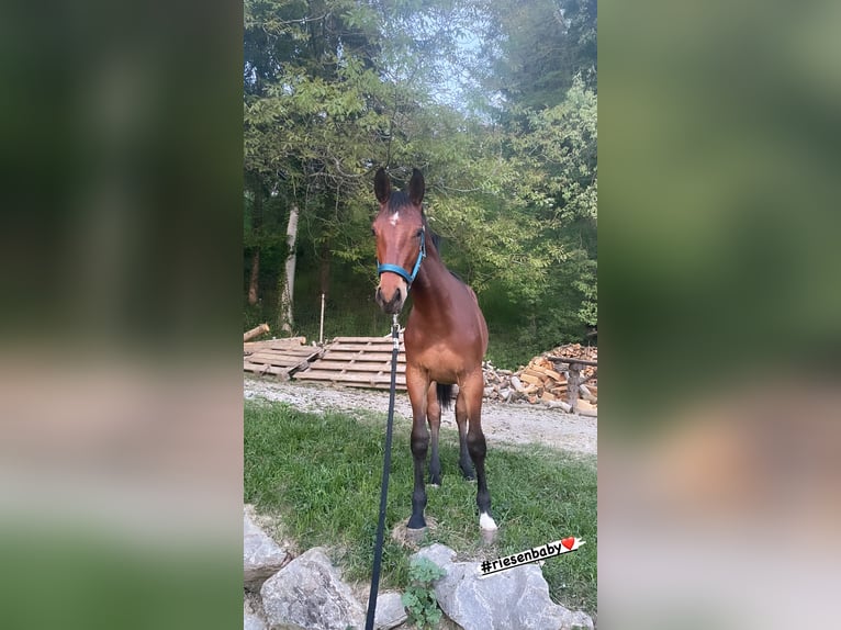 Österreichisches Warmblut Hengst 3 Jahre 160 cm Brauner in St. Margarethen An Der Raab
