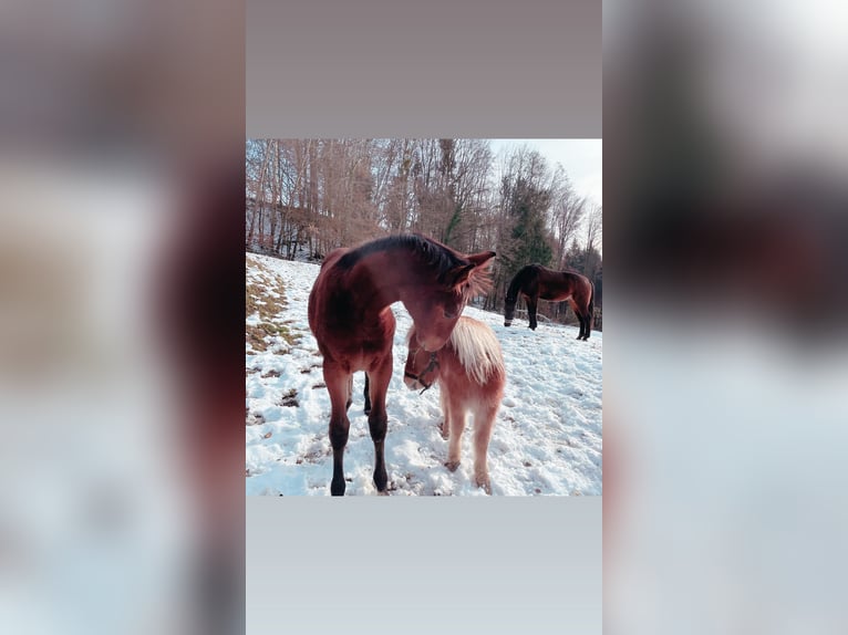 Österreichisches Warmblut Hengst 3 Jahre 160 cm Brauner in St. Margarethen An Der Raab