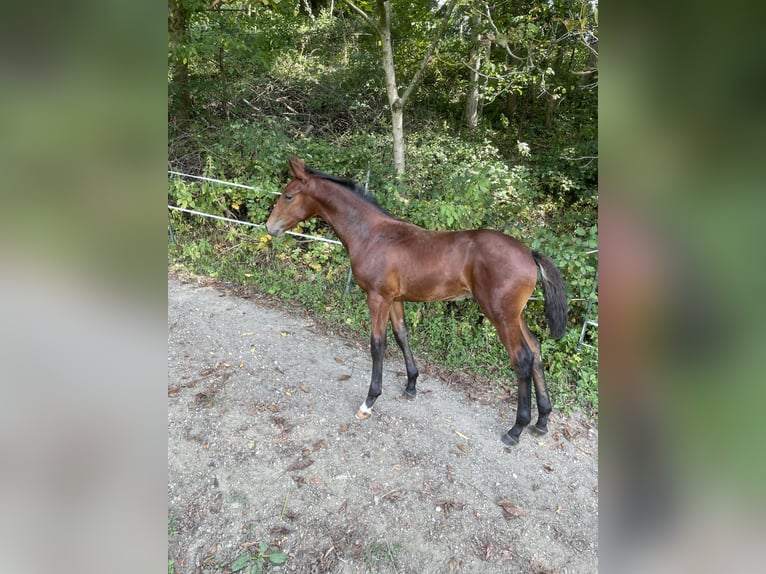 Österreichisches Warmblut Hengst 3 Jahre 160 cm Brauner in St. Margarethen An Der Raab