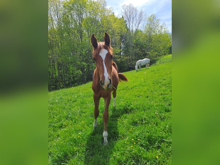 Österreichisches Warmblut Hengst 3 Jahre 160 cm Fuchs in Ried im Traunkreis