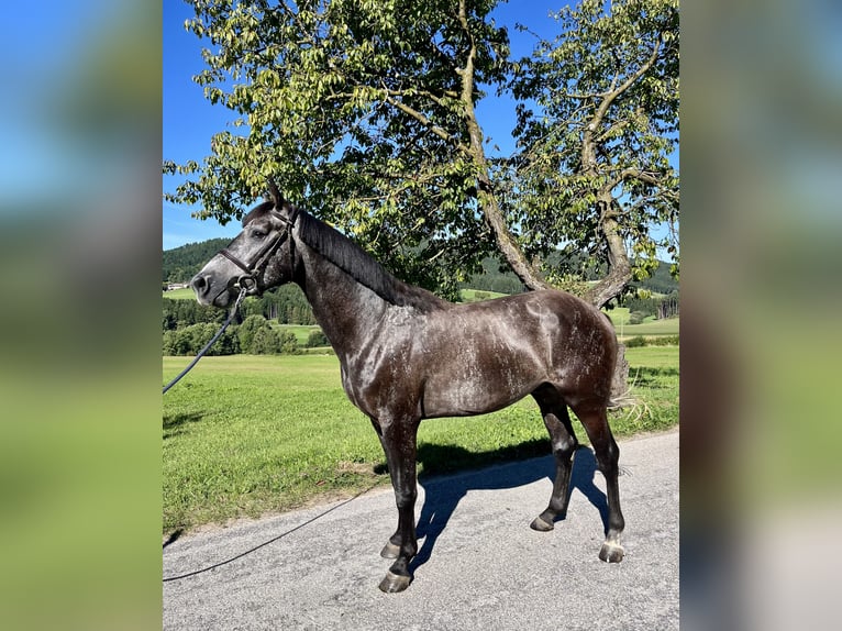 Österreichisches Warmblut Hengst 3 Jahre 163 cm Rappschimmel in Lasberg