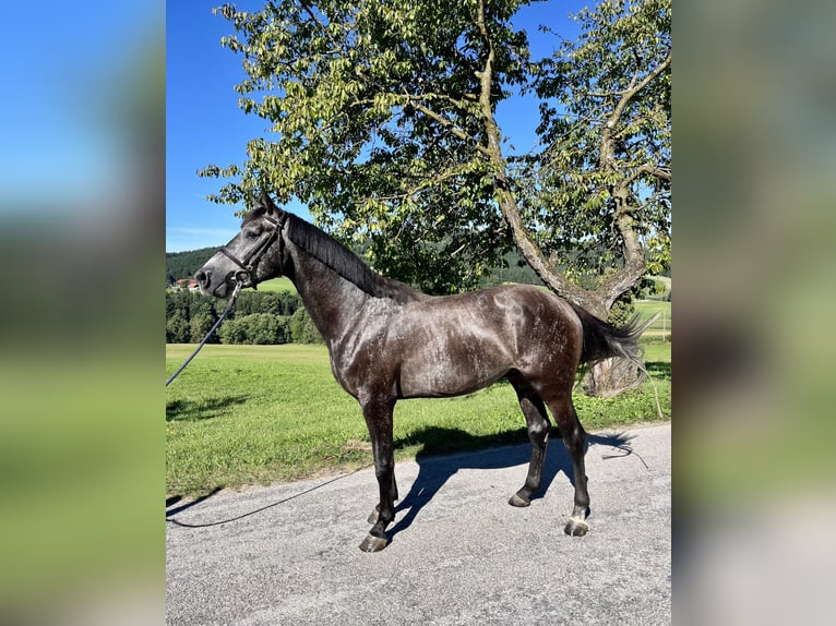 Österreichisches Warmblut Hengst 3 Jahre 163 cm Rappschimmel in Lasberg