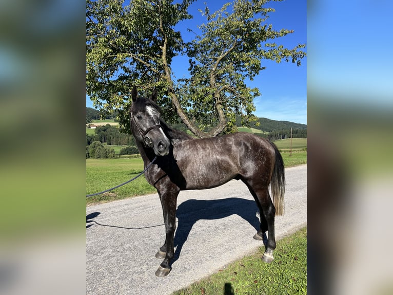 Österreichisches Warmblut Hengst 3 Jahre 163 cm Rappschimmel in Lasberg