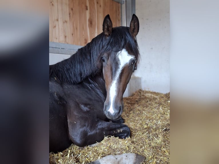 Österreichisches Warmblut Hengst 3 Jahre 165 cm Dunkelbrauner in Gleisdorf