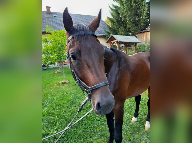 Österreichisches Warmblut Hengst 3 Jahre 169 cm Dunkelbrauner in Kollerschlag