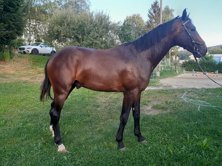Österreichisches Warmblut Hengst 3 Jahre 169 cm Dunkelbrauner in Kollerschlag