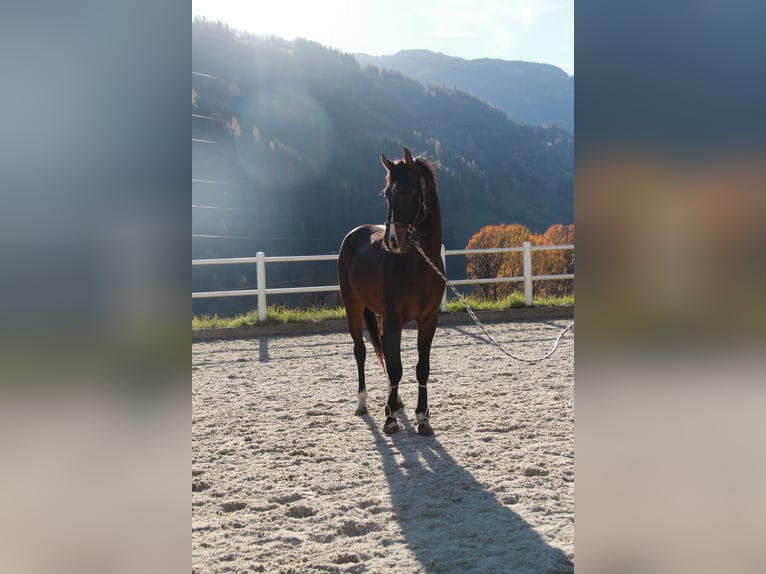 Österreichisches Warmblut Hengst 3 Jahre 170 cm Brauner in Schladming