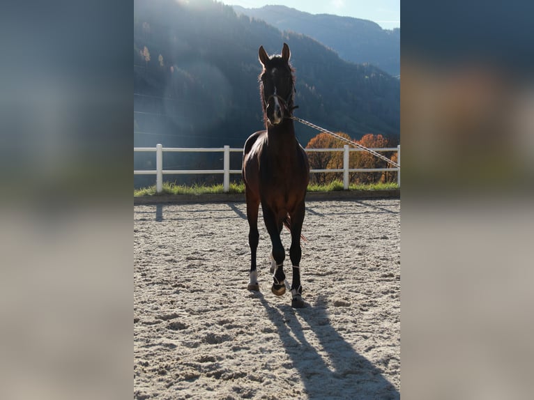 Österreichisches Warmblut Hengst 3 Jahre 170 cm Brauner in Schladming