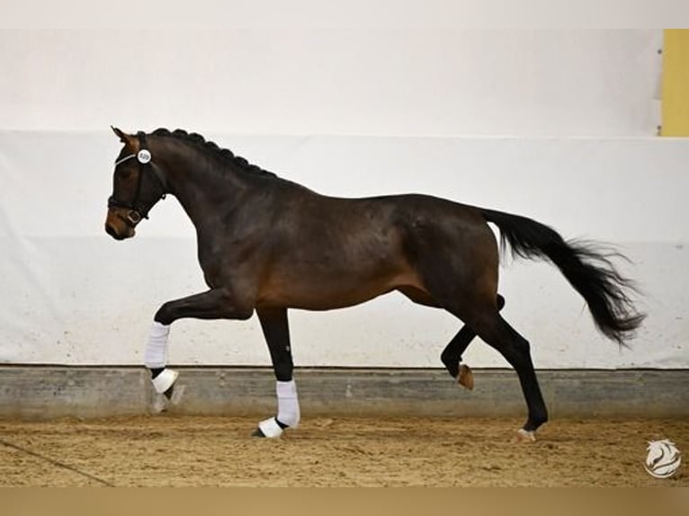 Österreichisches Warmblut Hengst 3 Jahre 176 cm Dunkelbrauner in Großlobming