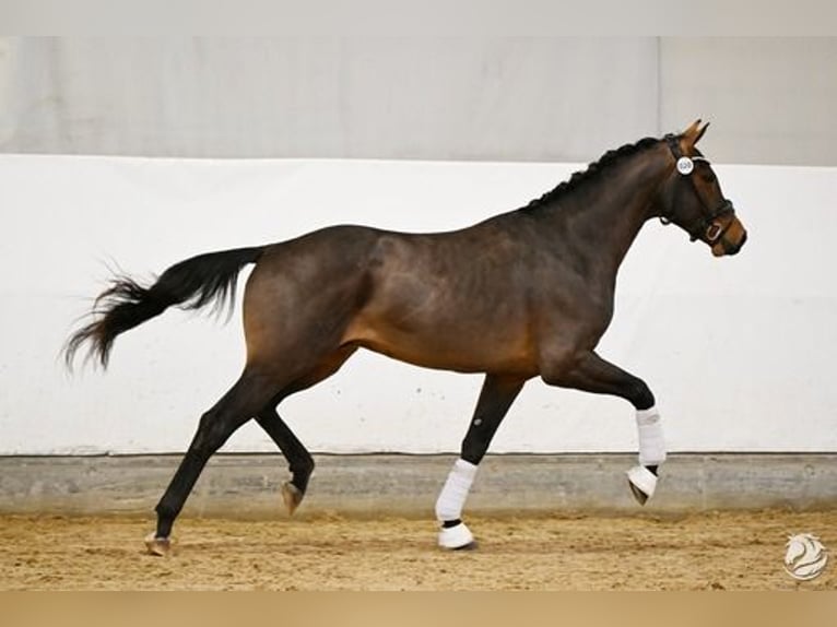 Österreichisches Warmblut Hengst 3 Jahre 176 cm Dunkelbrauner in Großlobming