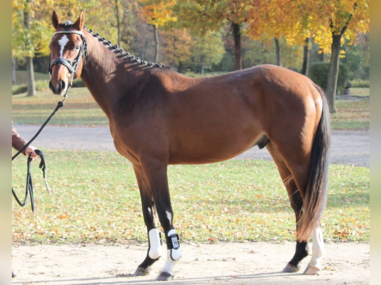 Österreichisches Warmblut Hengst 3 Jahre Brauner in Eberschwang