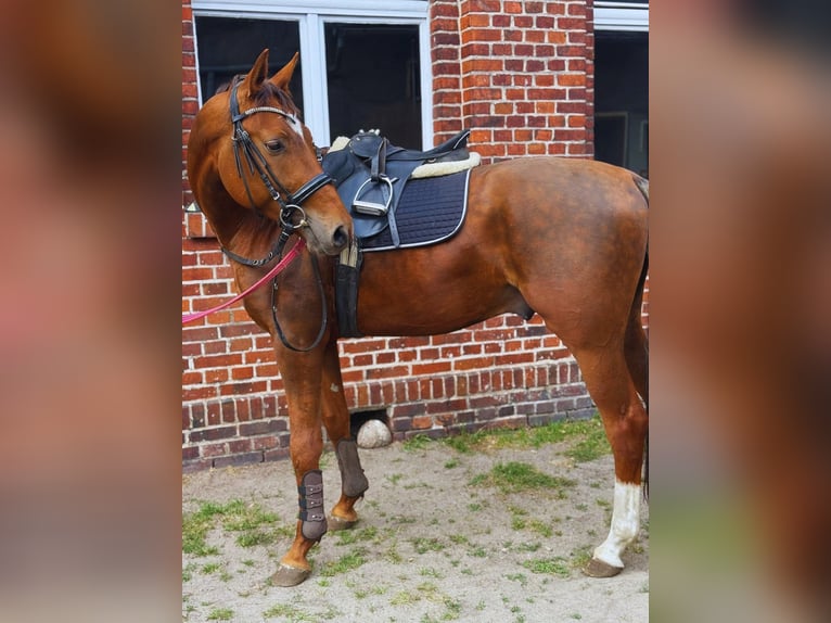 Österreichisches Warmblut Hengst 4 Jahre 165 cm Roan-Bay in Krasiejów