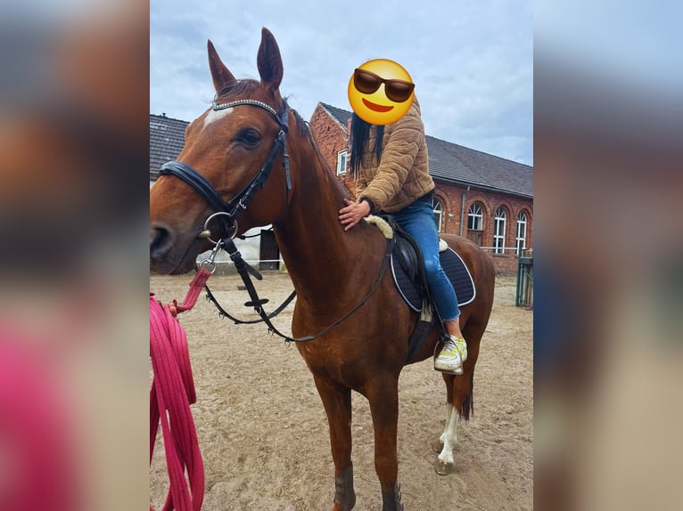 Österreichisches Warmblut Hengst 4 Jahre 165 cm Roan-Bay in Krasiejów